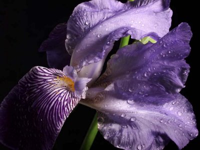 Irises 6158746-9