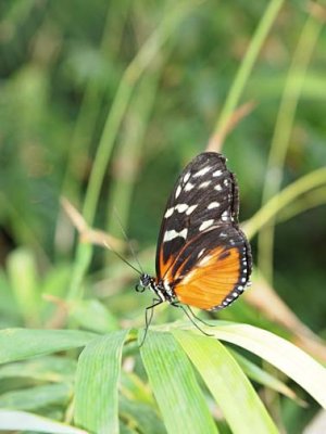 Butterfly  C289425