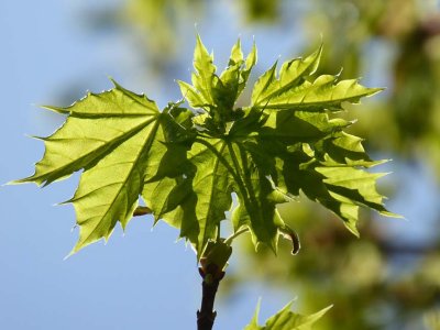 Nature 05200140