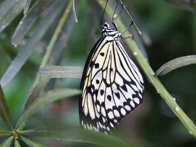 Butterfly  C289353