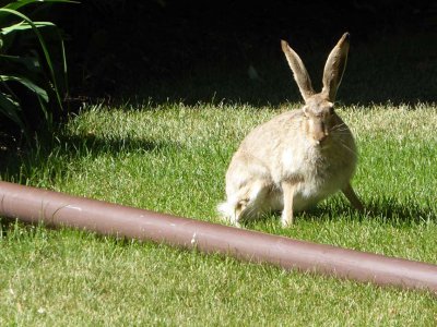 Hare 7200224