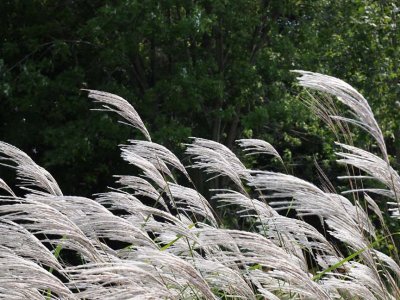Nature 9075735