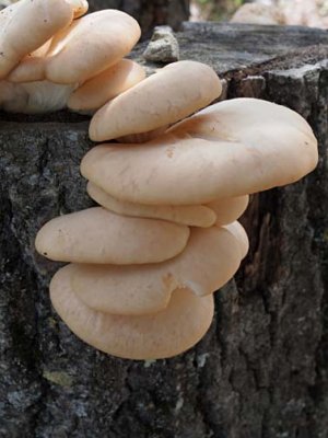 Nature 6094398