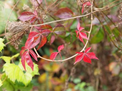 Nature 9275902