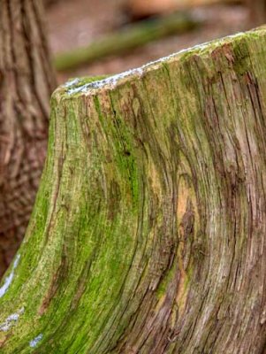 Nature  C269314