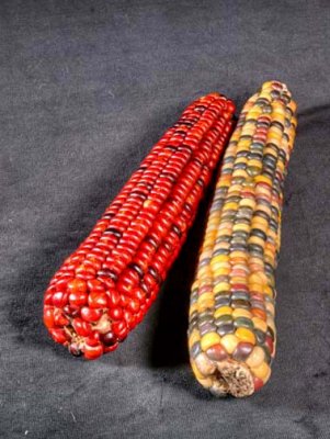 Corn 9380>2