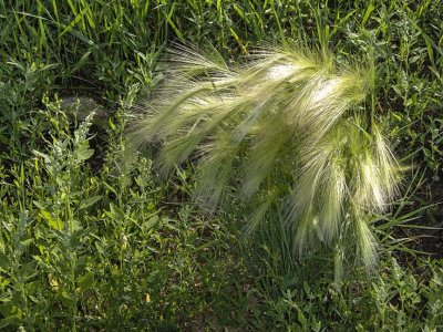 Nature 706299