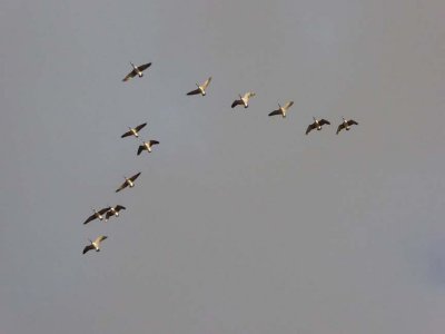 Nature B220336