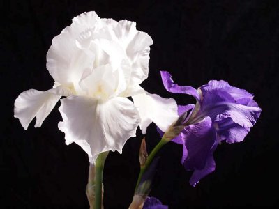 Irises 6108602