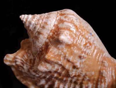 Shell 6164658-61