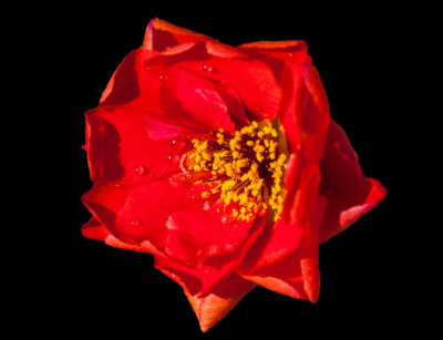 flowers_june_2013