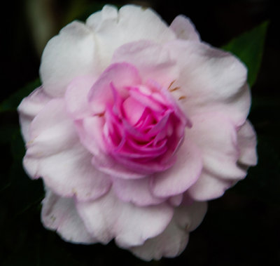 allan_gardens__june_2013