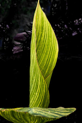 allan_gardens_-_july_28