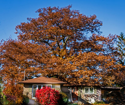 red_oak_tree