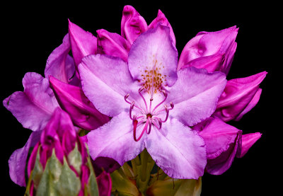 Spring Flowers 02.jpg