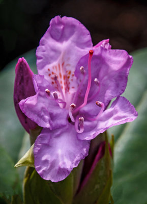 Spring Flowers 03.jpg
