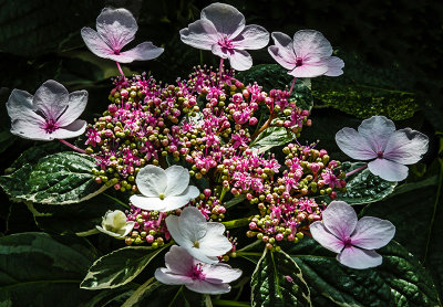 Spring Flowers 05.jpg