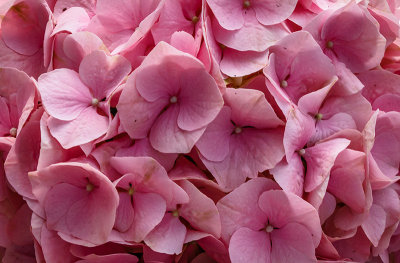 Spring Flowers 08.jpg
