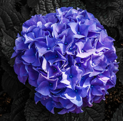 Spring Flowers 09.jpg