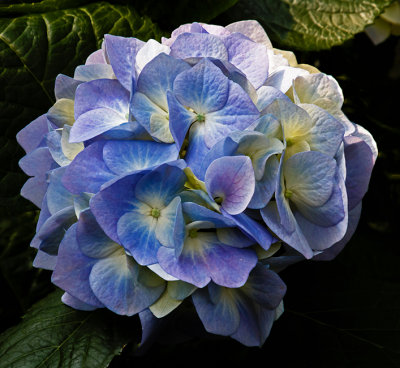 Spring Flowers 10.jpg
