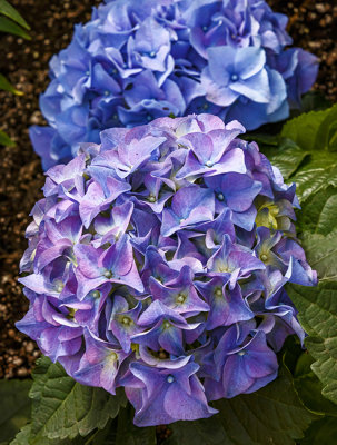 Spring Flowers 11.jpg