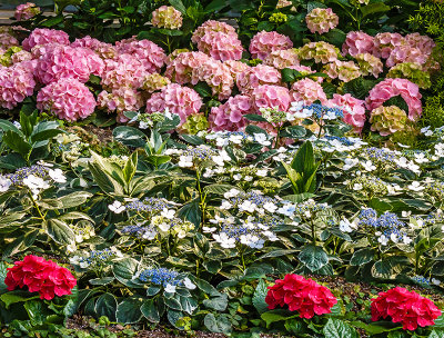 Spring Flowers 12.jpg