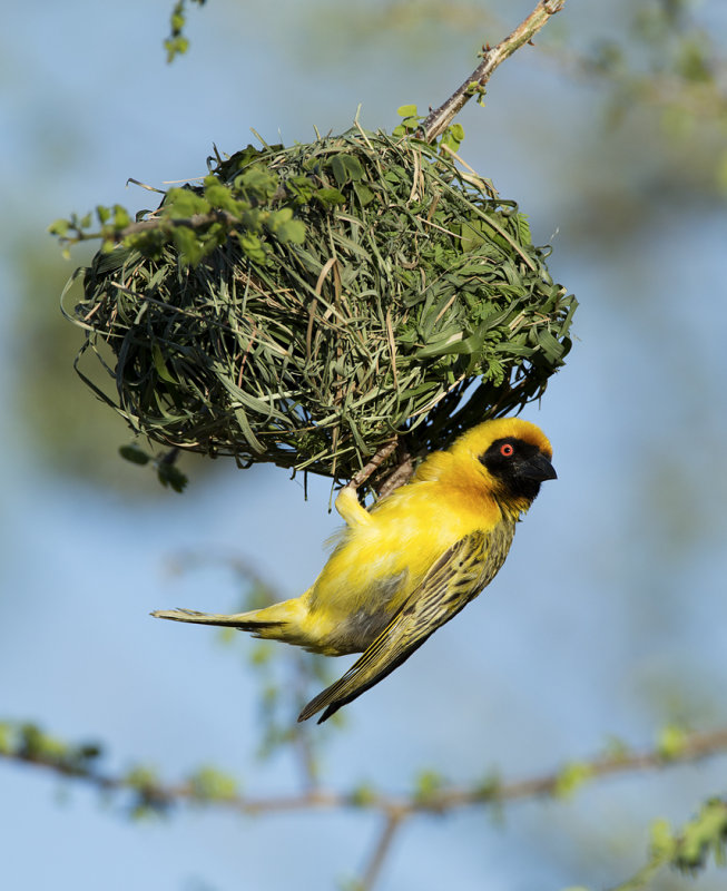 Masked weaver