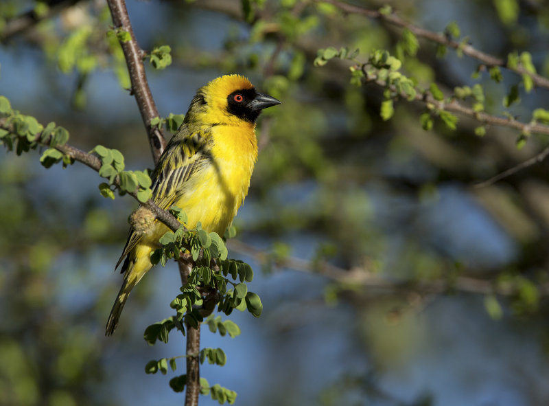 Masked weaver