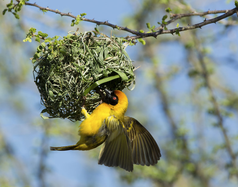 Masked weaver