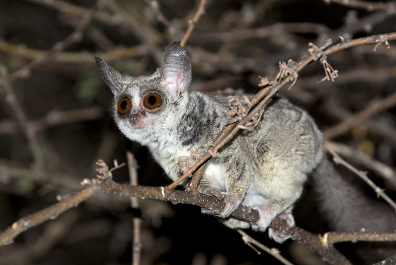Namibia web104.jpg