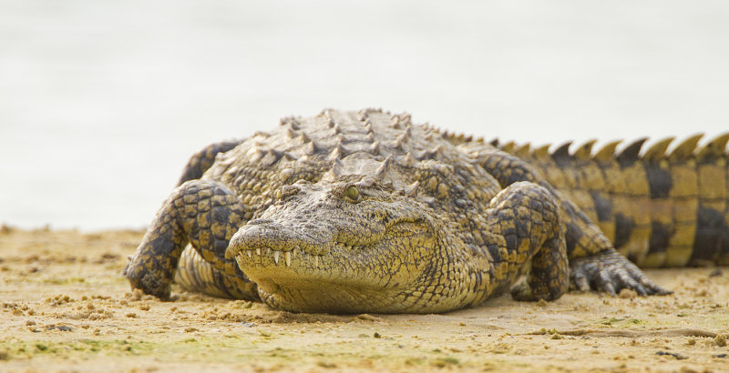 Nile Crocodile