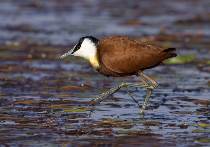 African jacana