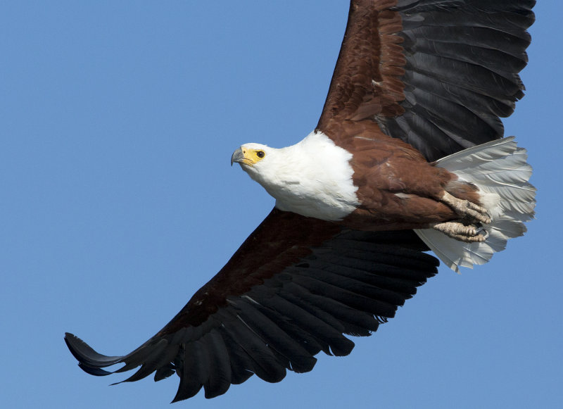 Fish eagle