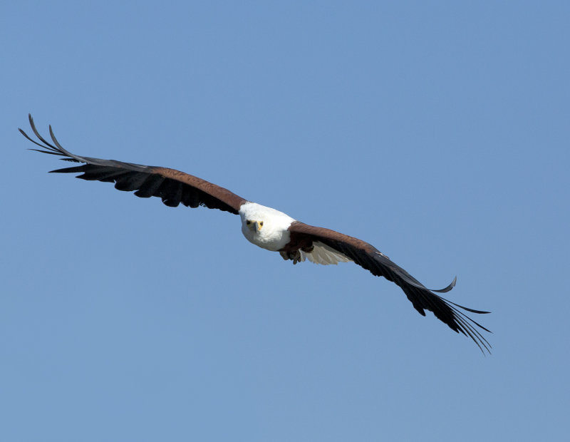 Fish eagle