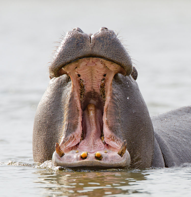 Hippo