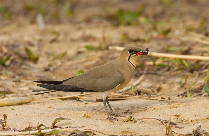 Namibia web088.jpg