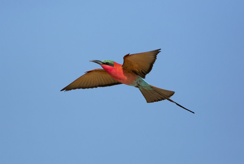 Southern Carmine Bee-eater