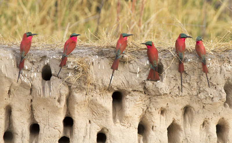 Southern Carmine Bee-eater