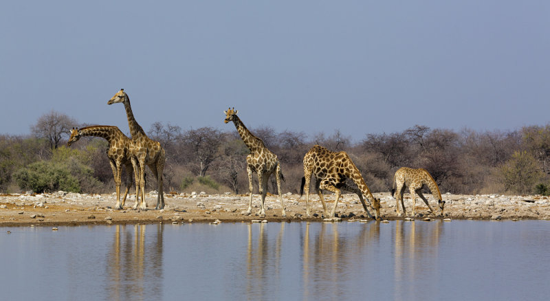 giraffe