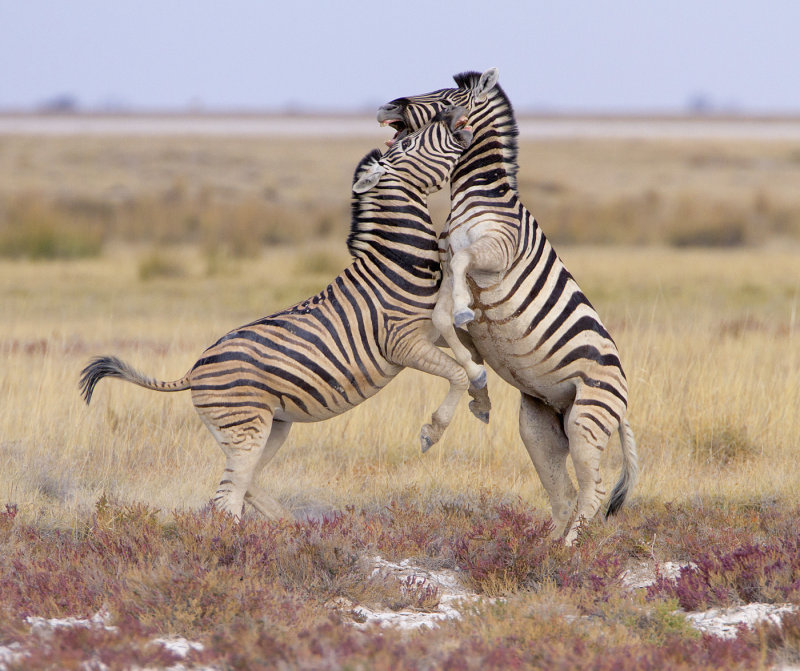 Zebra fighting