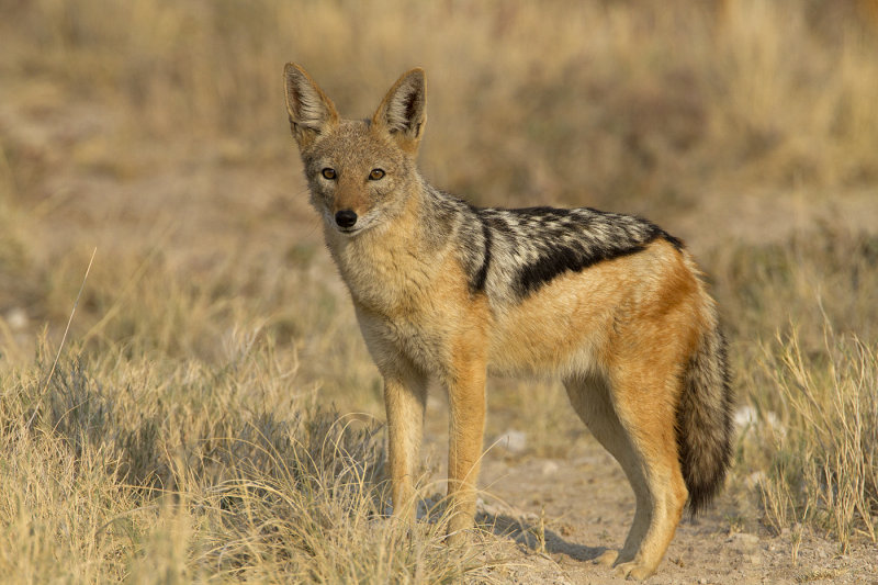 Blackbacked jackel