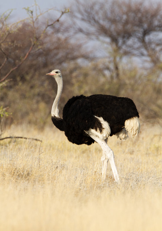Ostrich