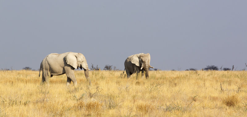 Elephants