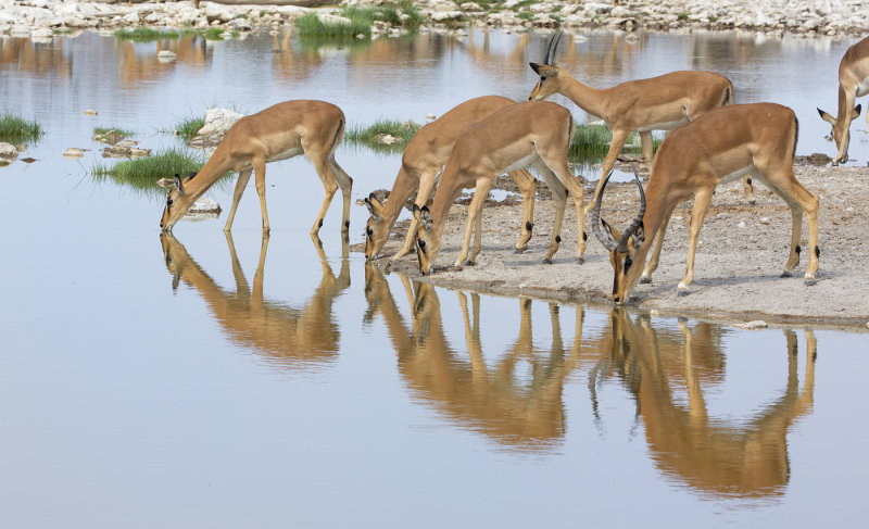 Black-faced Impala