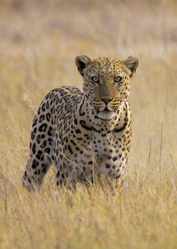 Leopard