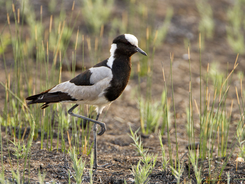 Blacksmith plover