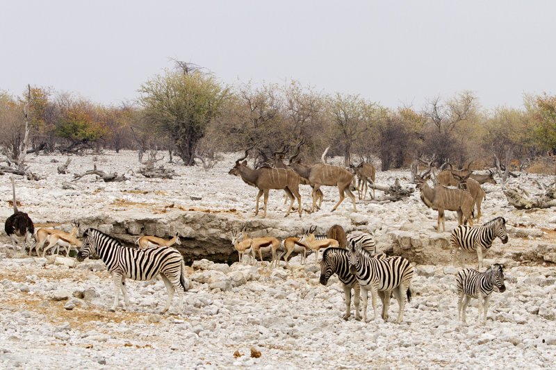 Etosha waterhole
