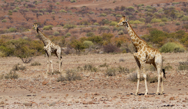 Desert giraffe