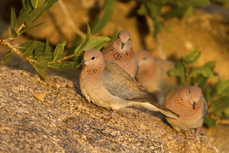 Namibia web037.jpg