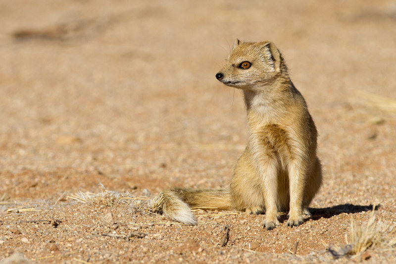 Yellow mongoose